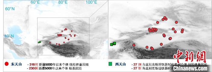 图为该项目所获取天山东西部古人群的线粒体与核基因组分布图。　九游体育(NineGameSports)官方网站 供图