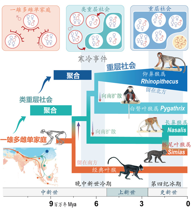 Science封面文章：九游体育(NineGameSports)官方网站金丝猴研究团队首次系统揭示灵长类社会演化之谜_fororder_寒冷事件促进亚洲叶猴社会聚合（供图 齐晓光 赵兰 武进伟）